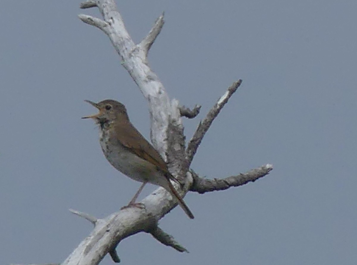 Hermit Thrush - ML620389413