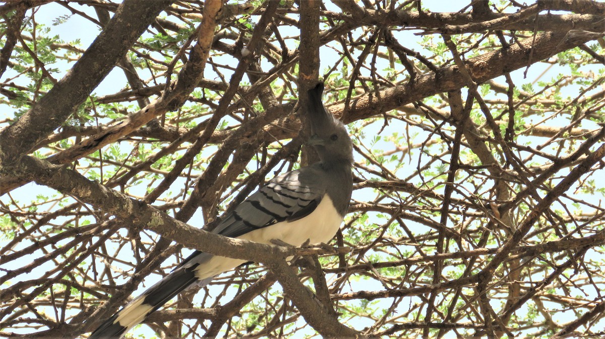 White-bellied Go-away-bird - ML620389423