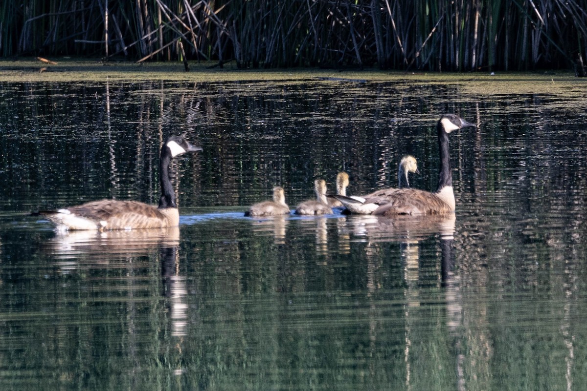 Canada Goose - ML620389439