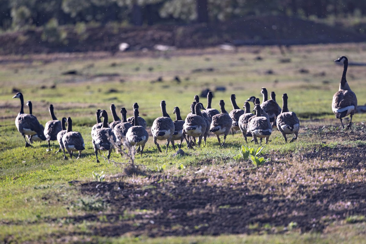 Canada Goose - ML620389441