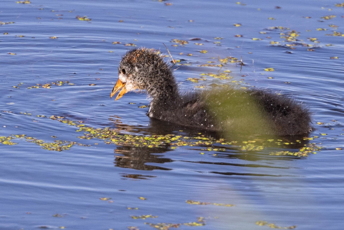 American Coot - ML620389442