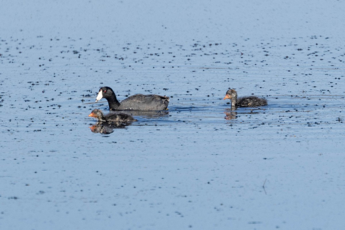 American Coot - ML620389464