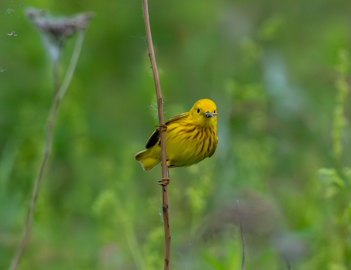 Yellow Warbler - ML620389466