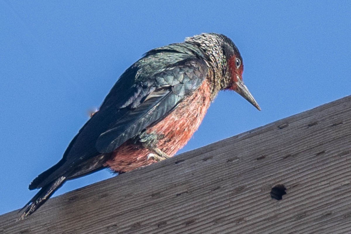Lewis's Woodpecker - ML620389469