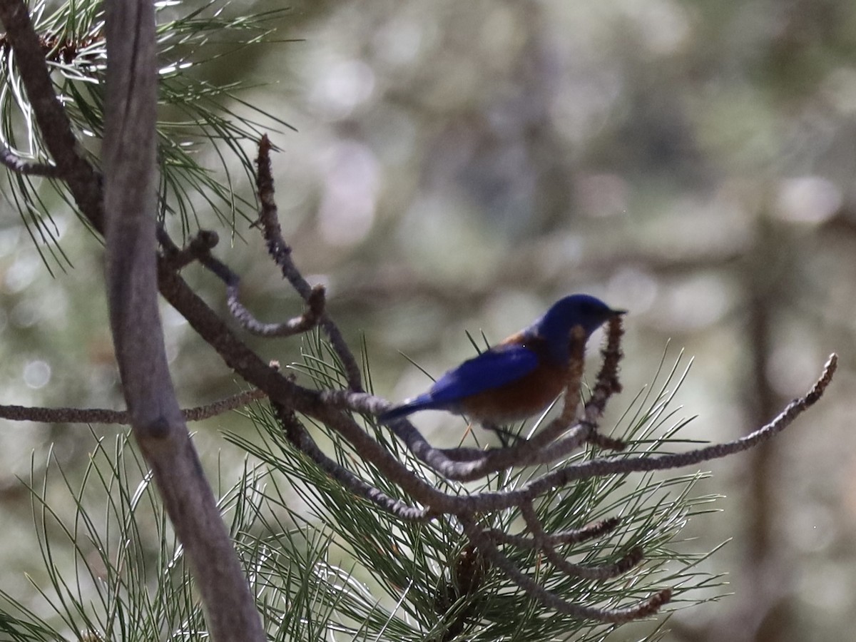 Western Bluebird - ML620389471