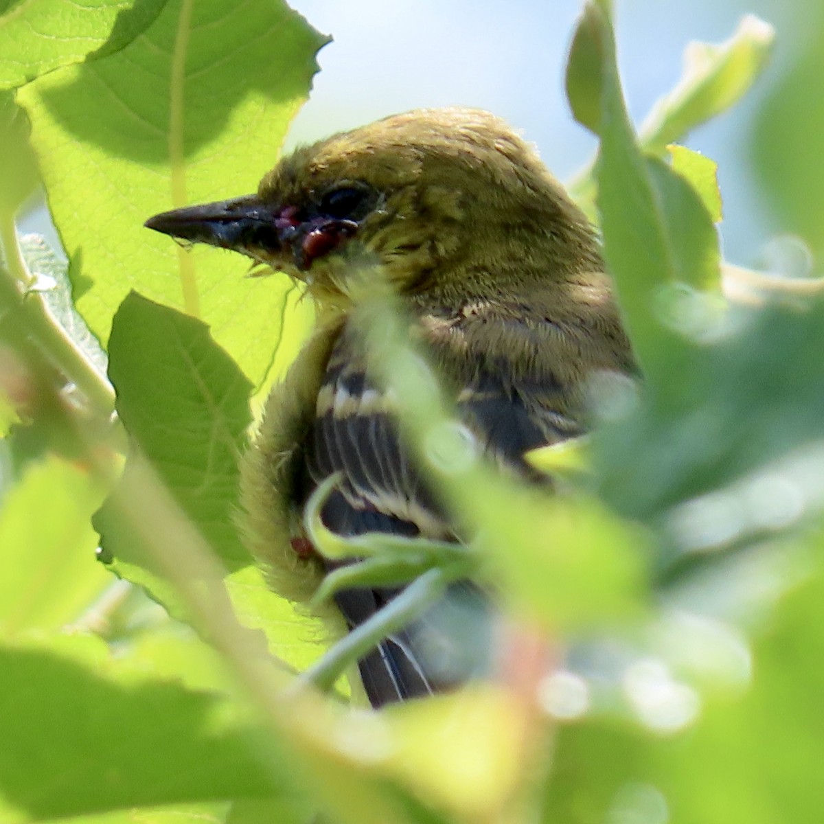 Orchard Oriole - ML620389484