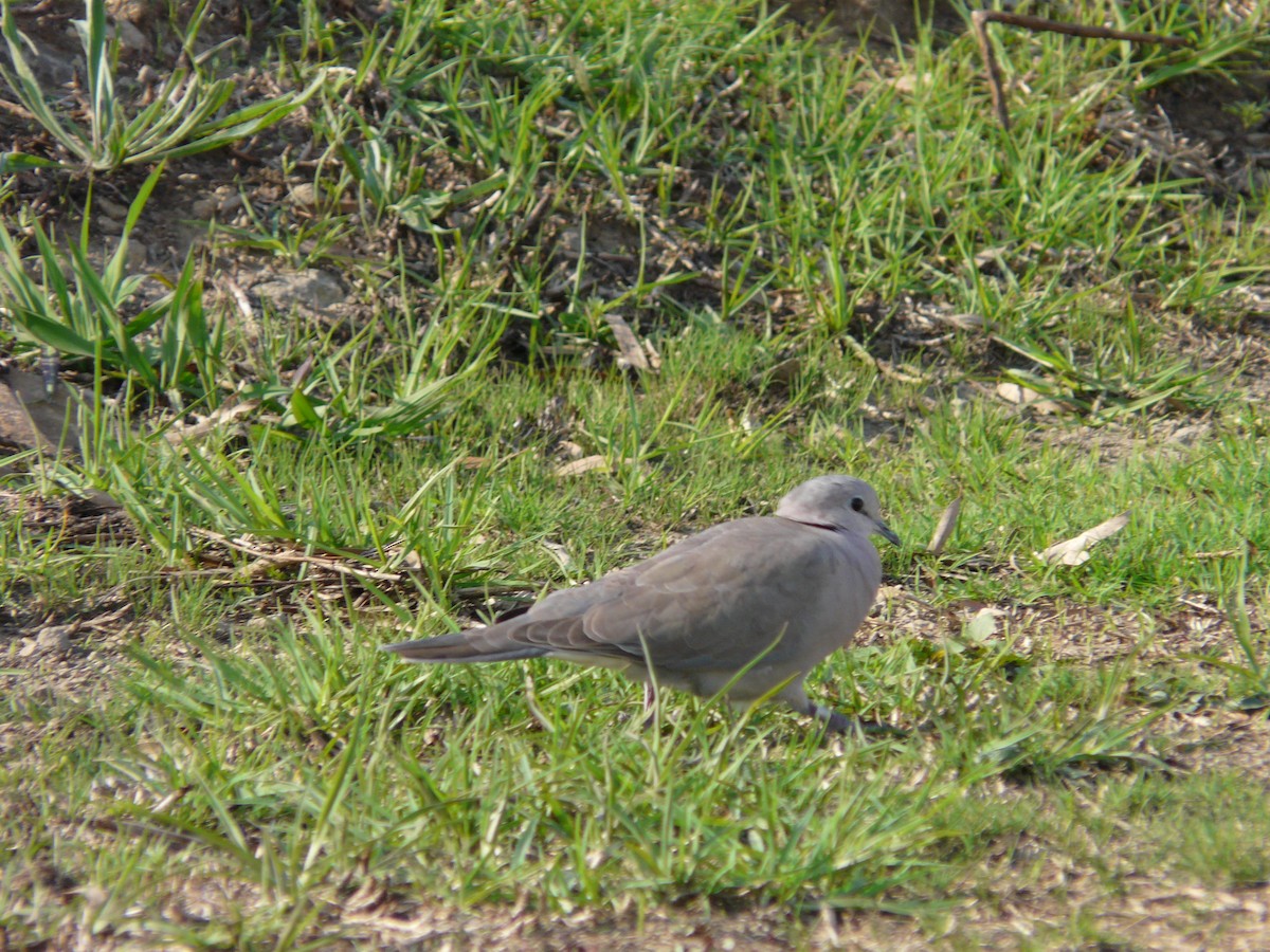 Mourning Collared-Dove - ML620389493