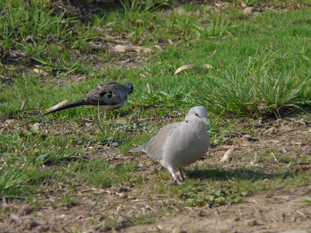 Mourning Collared-Dove - ML620389494