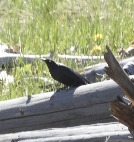 Brewer's Blackbird - ML620389499