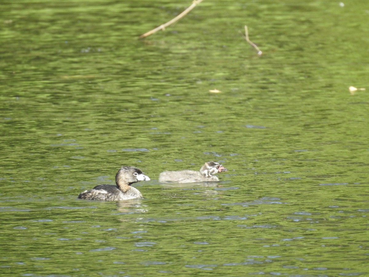 Pied-billed Grebe - ML620389507