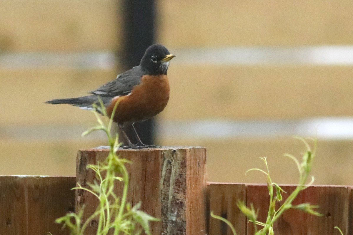 American Robin - ML620389513