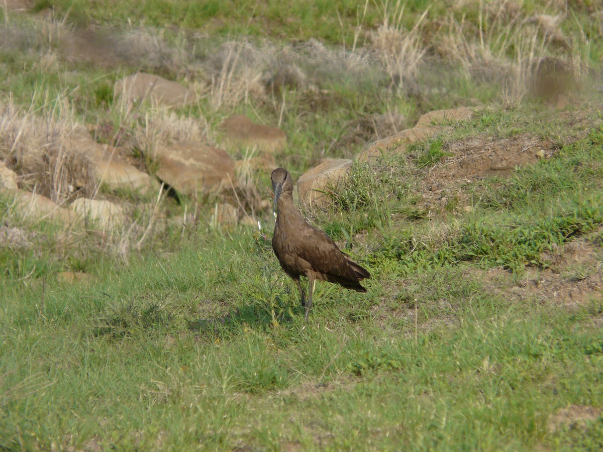 Hamerkop - ML620389514