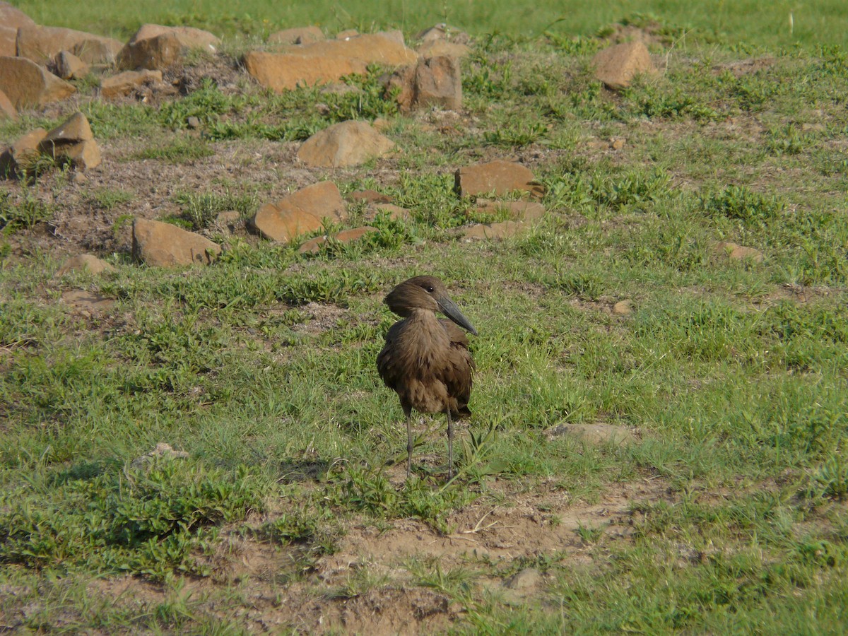 Hamerkop - ML620389516