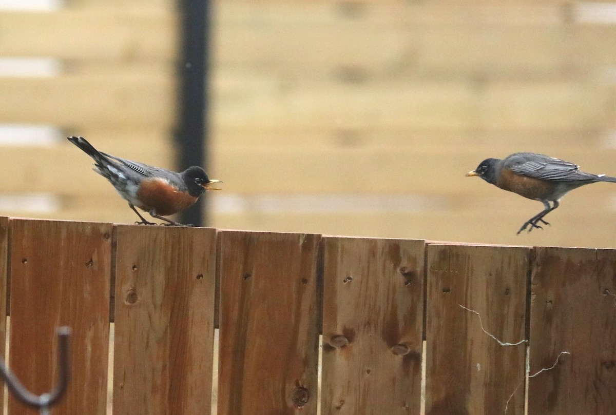 American Robin - ML620389517