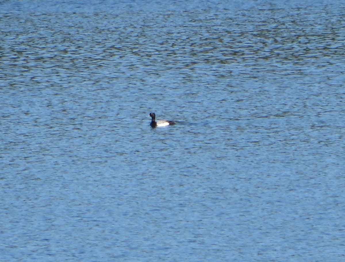 Lesser Scaup - ML620389521