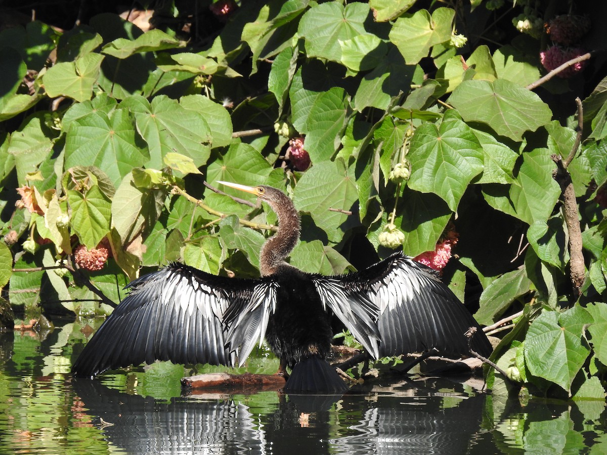 Anhinga d'Amérique - ML620389542