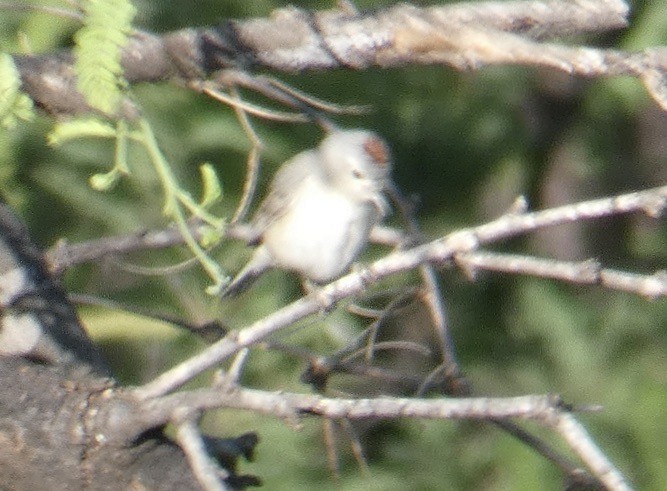 Lucy's Warbler - ML620389546