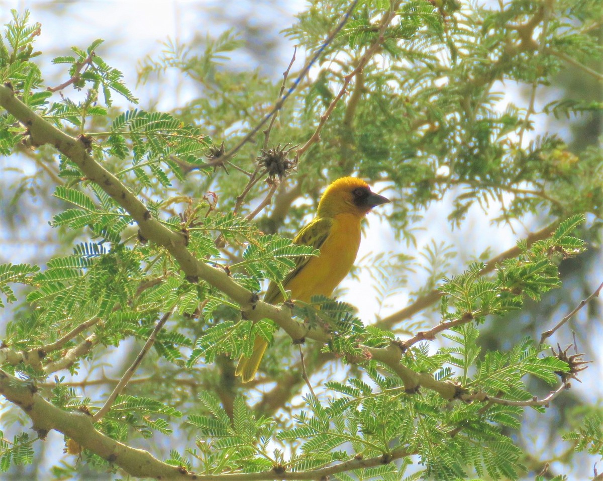 Vitelline Masked-Weaver - ML620389552