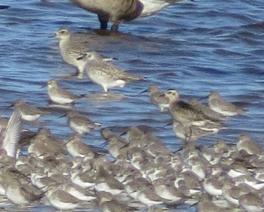 American Golden-Plover - ML620389565