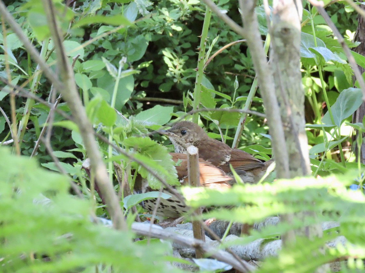 Brown Thrasher - ML620389571