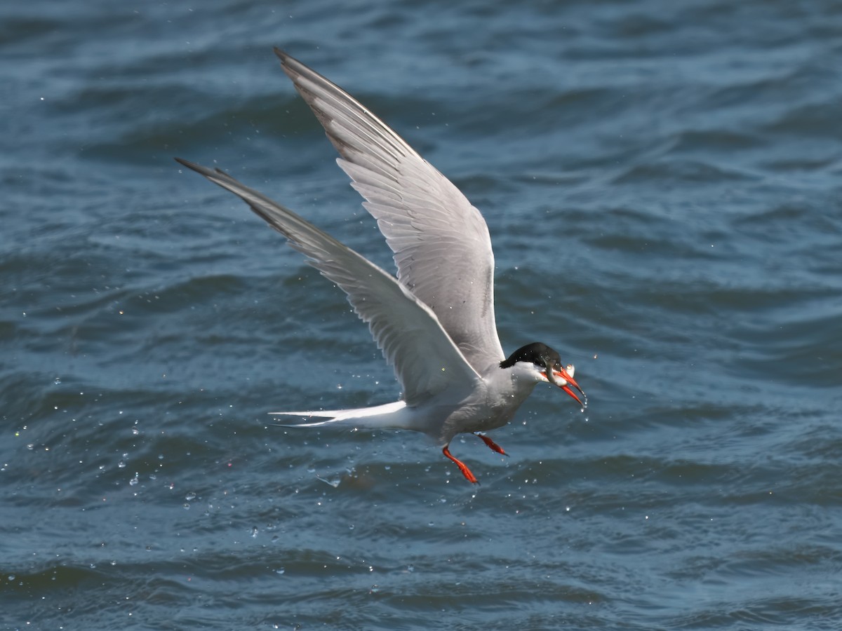 Common Tern - ML620389578