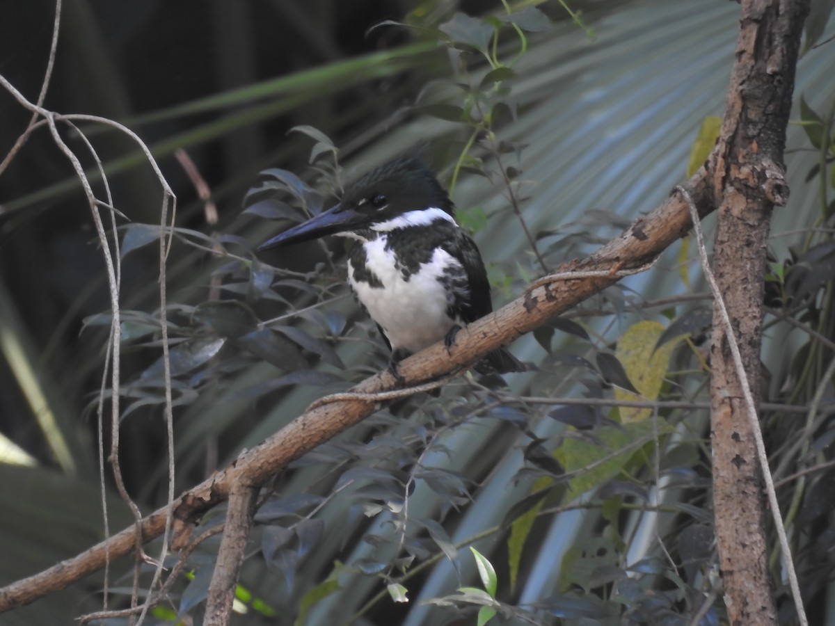 Martin-pêcheur d'Amazonie - ML620389584