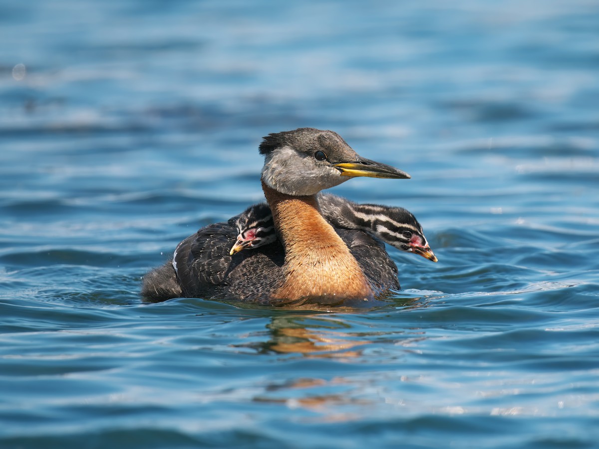Red-necked Grebe - ML620389585