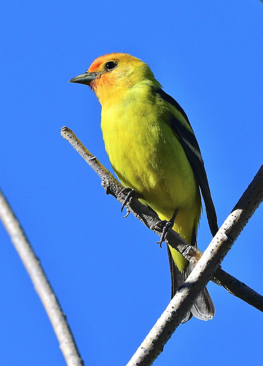 Western Tanager - ML620389586