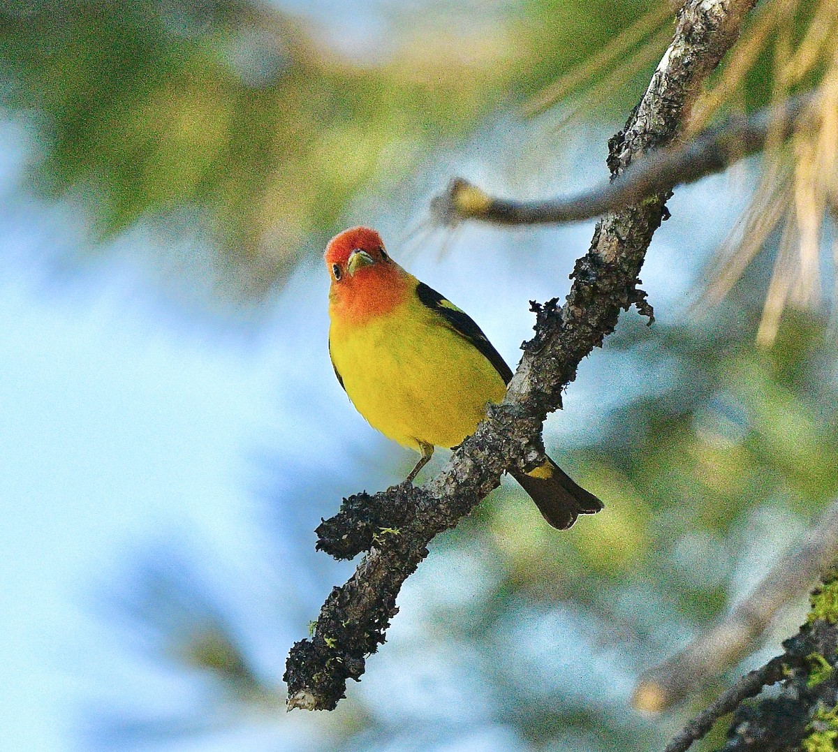 Western Tanager - ML620389588