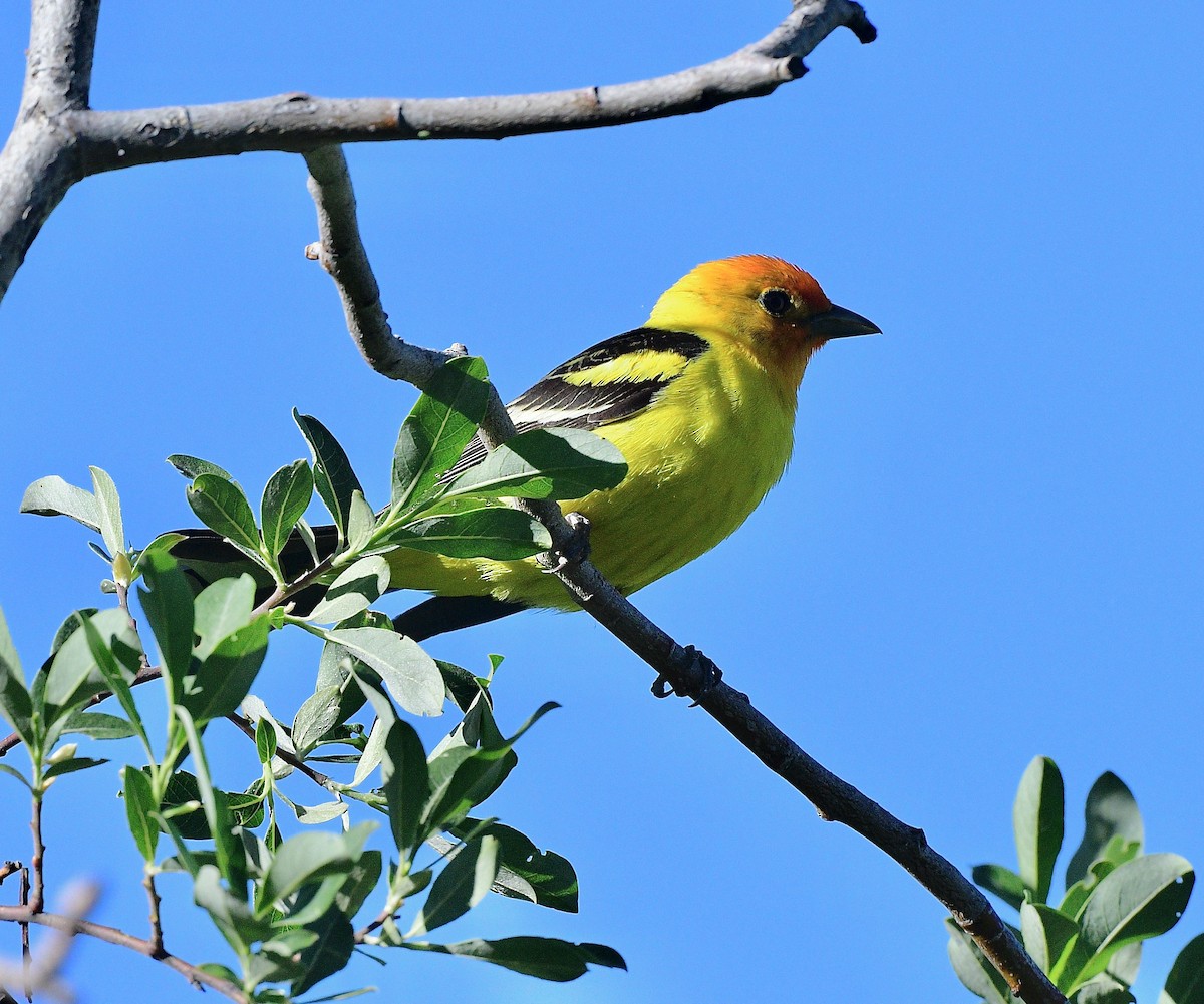 Western Tanager - ML620389590