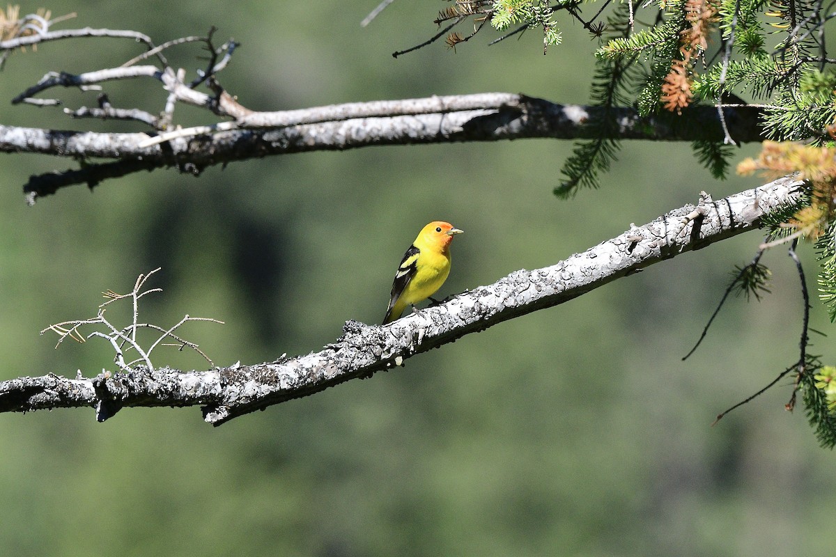 Western Tanager - ML620389593