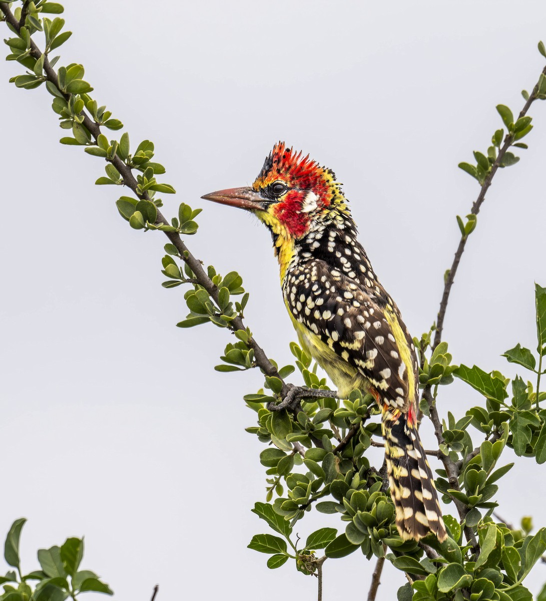 Red-and-yellow Barbet - ML620389597