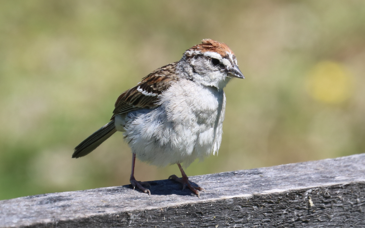 Chipping Sparrow - ML620389603