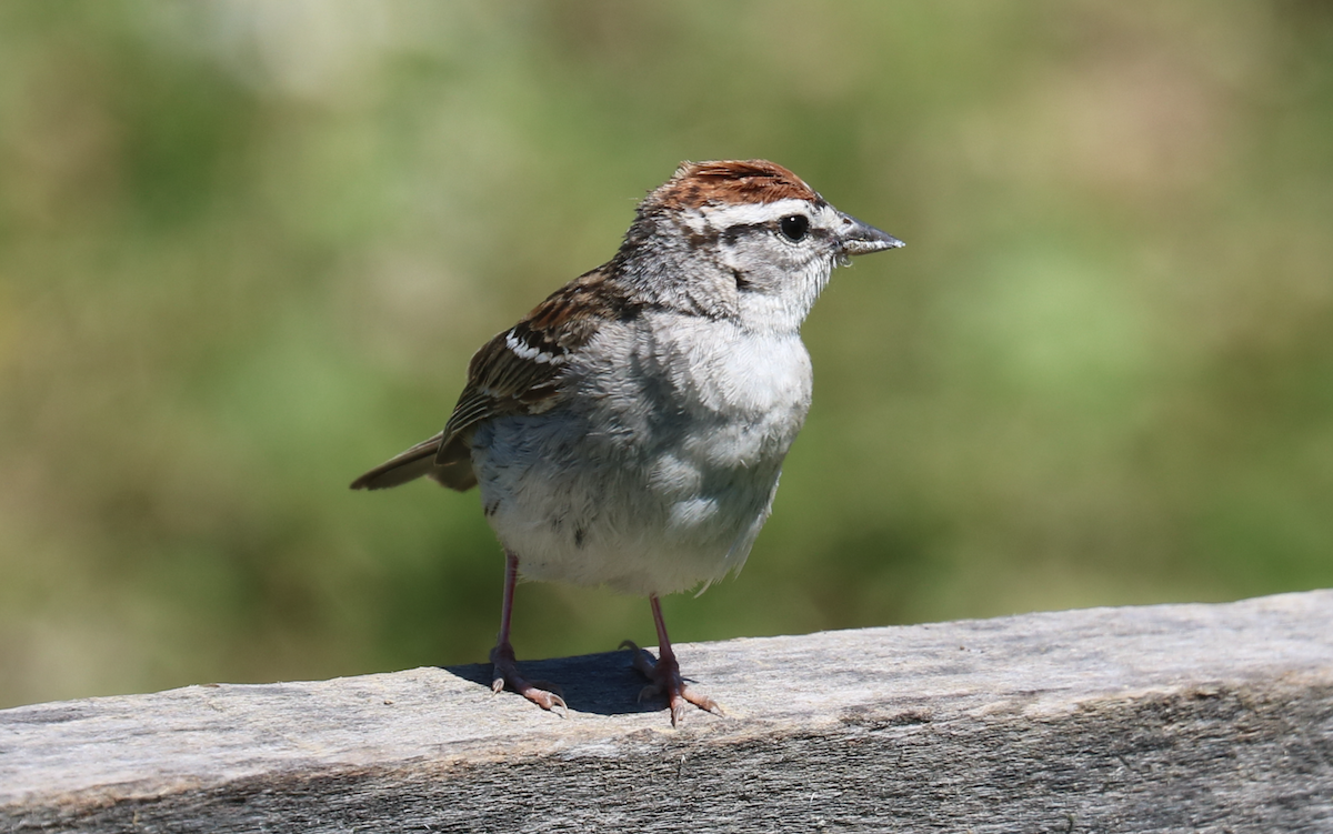 Chipping Sparrow - ML620389604