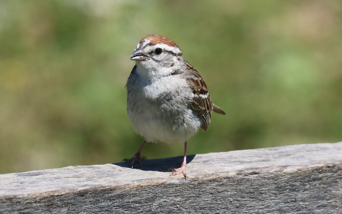 Chipping Sparrow - ML620389605