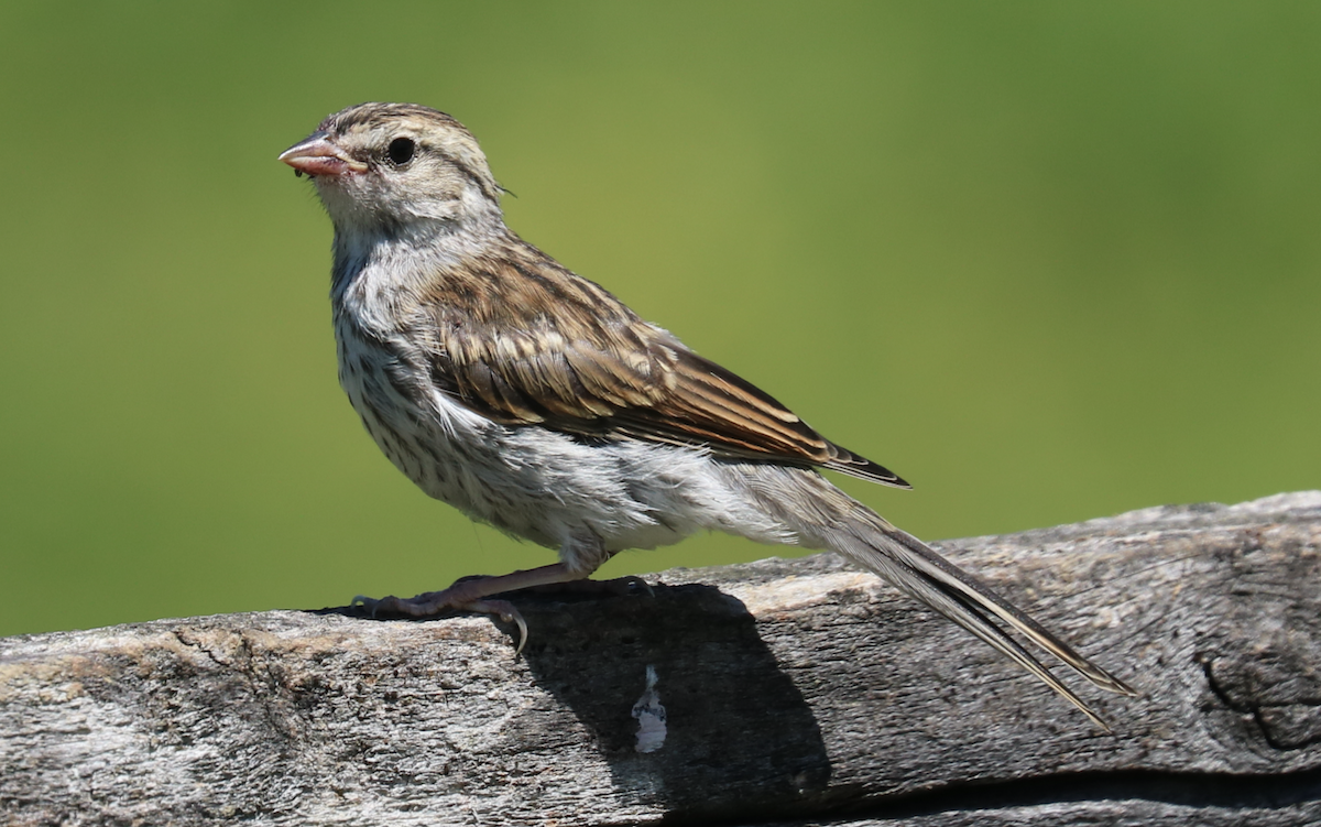 Chipping Sparrow - ML620389606