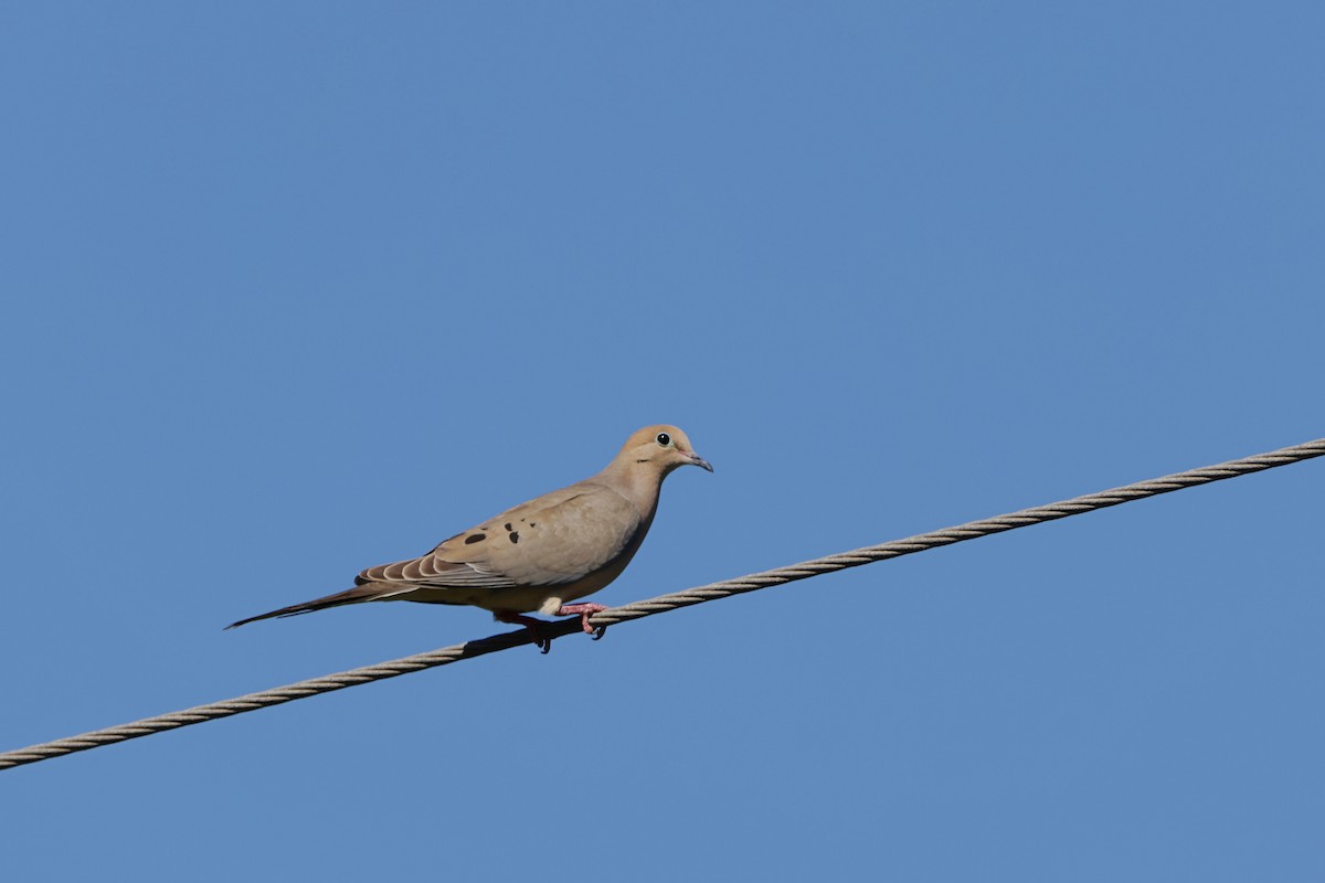 Mourning Dove - ML620389610