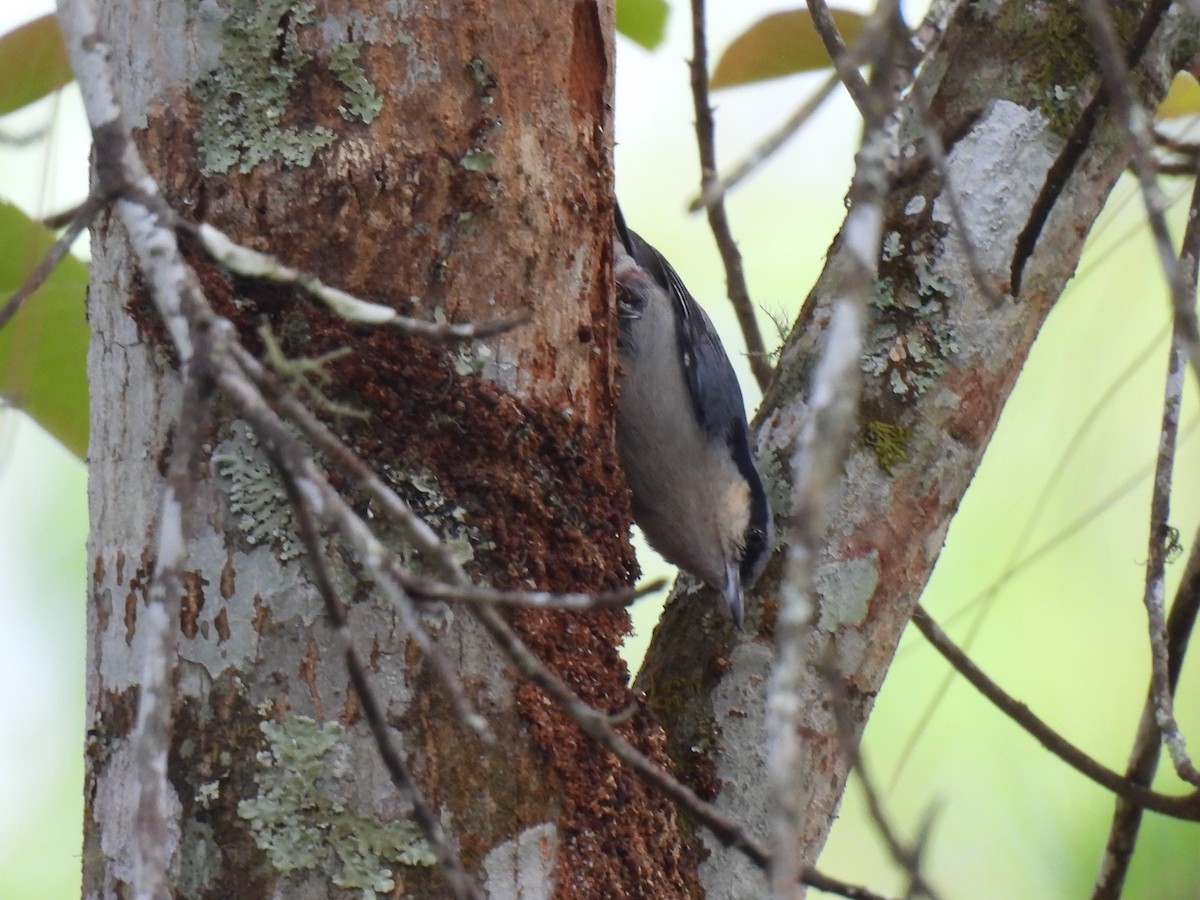 Velvet-fronted Nuthatch - ML620389614