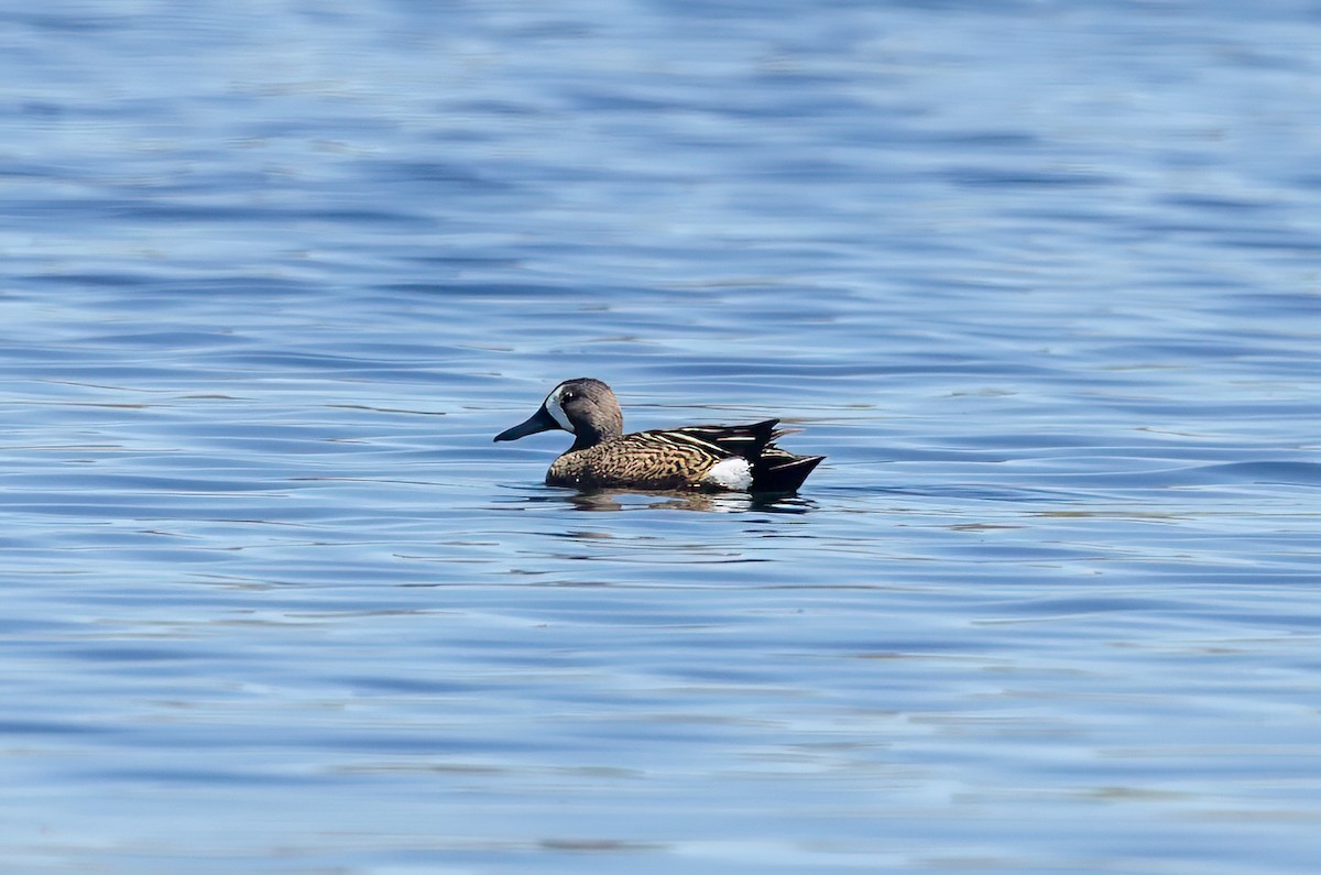 Blue-winged Teal - ML620389615