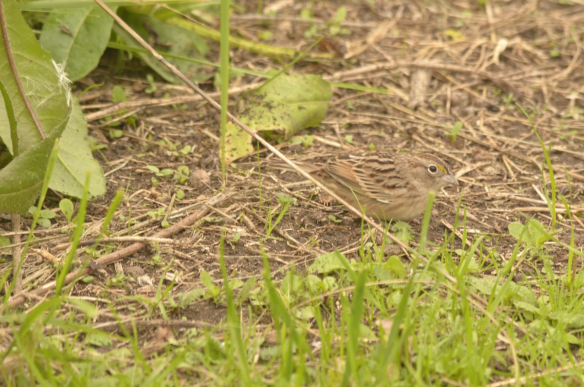 Grassland Sparrow - ML620389620