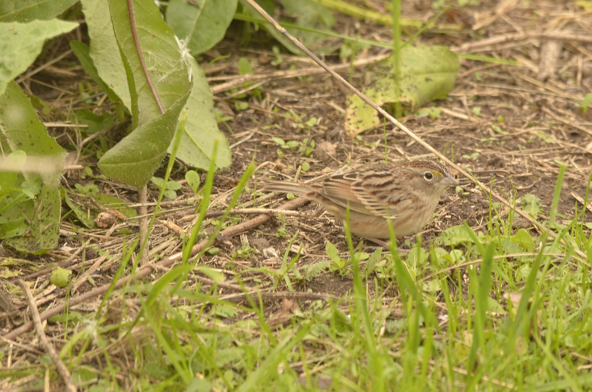 Grassland Sparrow - ML620389621