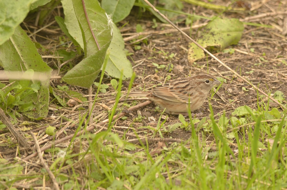 Grassland Sparrow - ML620389622