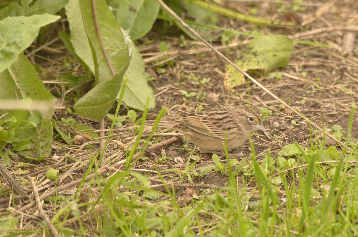 Grassland Sparrow - ML620389624