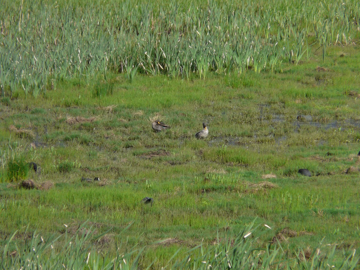 Yellow-billed Duck - ML620389636