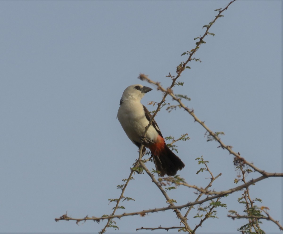 White-headed Buffalo-Weaver - Anonymous