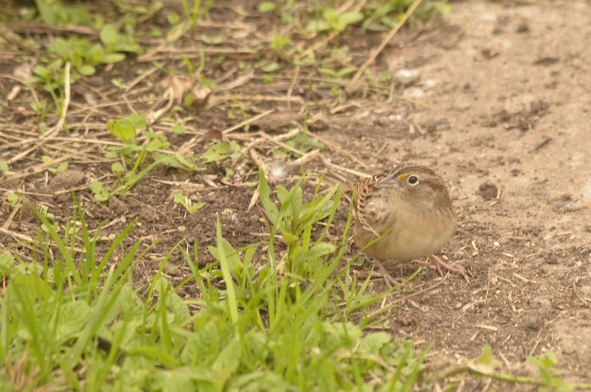 Grassland Sparrow - ML620389643