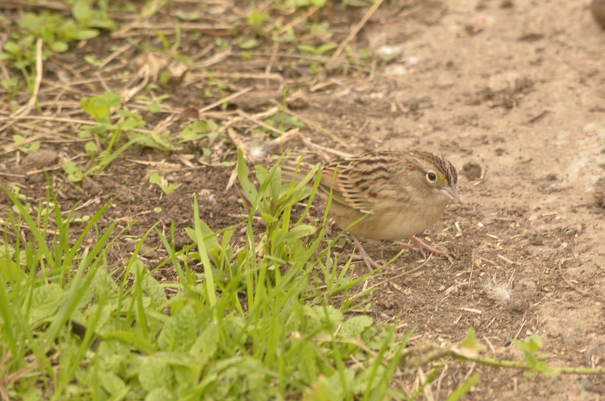 Grassland Sparrow - ML620389644