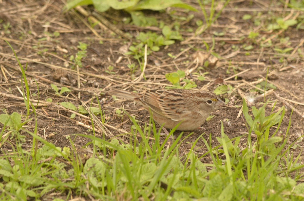 Grassland Sparrow - ML620389645