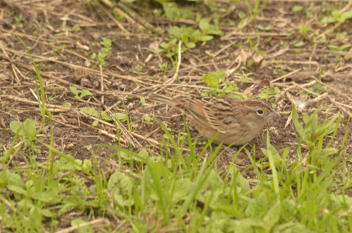 Grassland Sparrow - ML620389646