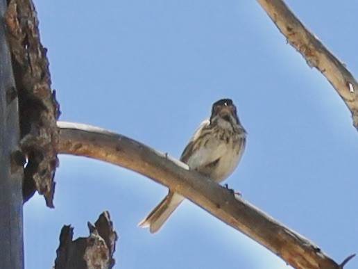 Vesper Sparrow - ML620389647